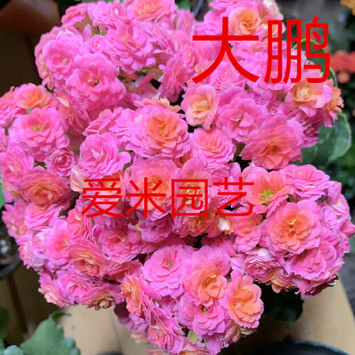 爱米园艺长寿花重瓣带花苞盆栽绿植室内开花花卉penelope-大鹏粉 - 图0