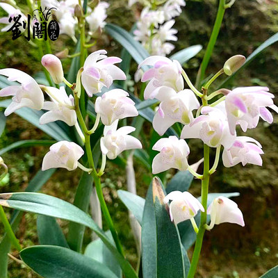 刘阁兰花苗凤羽石斛冬带花苞室内阳台花卉绿植桌面盆栽有香味 虎窝淘