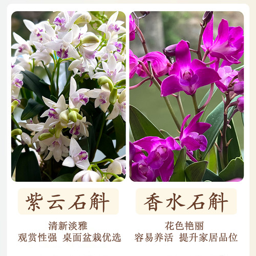 香水紫云石斛兰盆栽冬带花浓香室内外浓香兰花花卉绿植物净化空气 - 图0