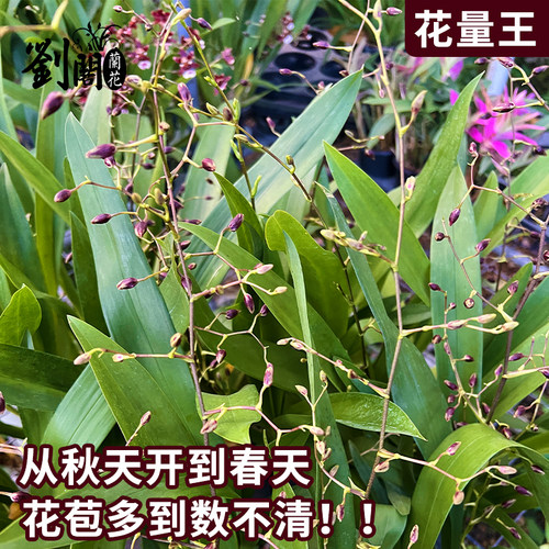 泰国香水文心兰冬带花苞 花卉盆栽洋兰兰花苗好养易活绿植室内外 - 图1