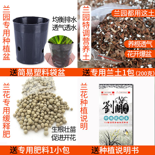 兰花苗建兰 小美庭院夏带多花苞 浓香富山奇蝶四季兰盆栽绿植花卉 - 图0