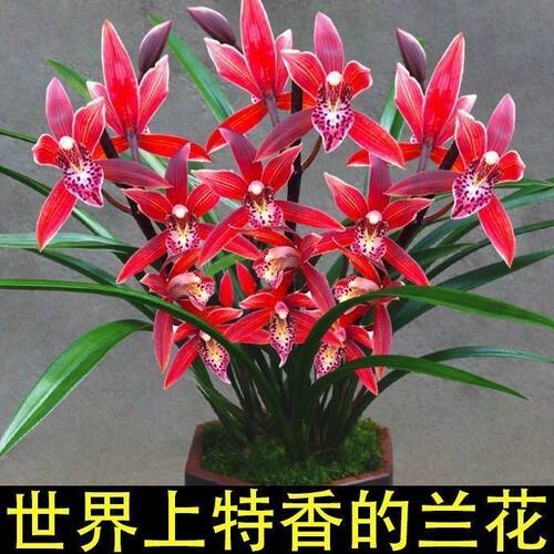 好养兰花苗建兰大将军夏带花苞出售室内有香味的花卉绿植四季盆栽 - 图1