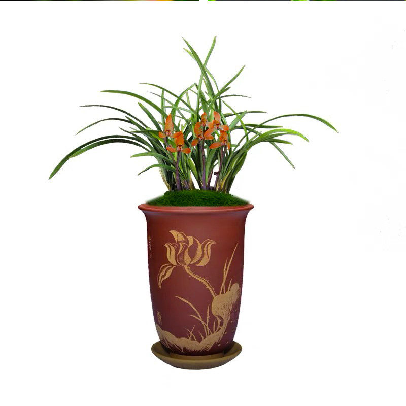 兰花盆栽浓香兰草基地直销现带花苞带土春兰花卉植物室内年宵花,淘宝优惠券,粉丝福利购,淘宝优惠卷