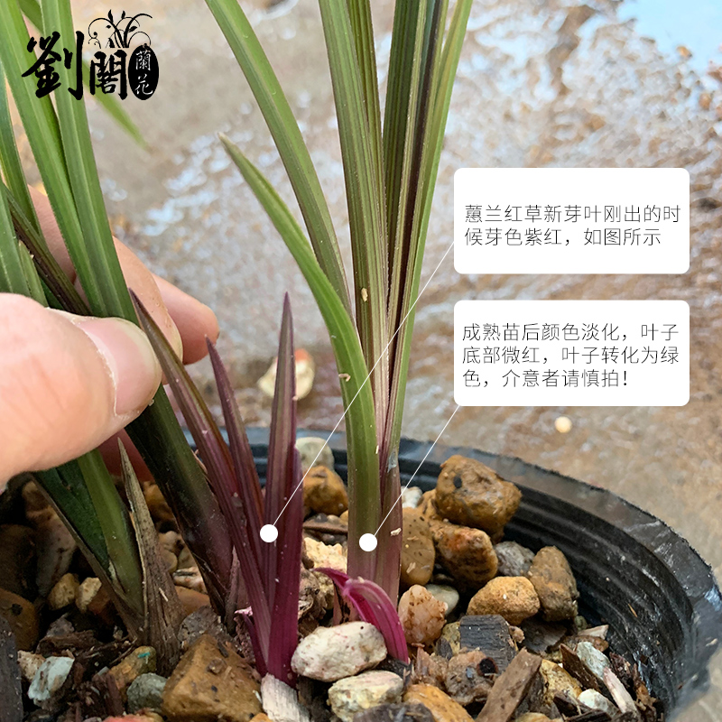 刘阁兰花苗盆栽蕙兰红草红叶冬带浓香花苞出售室内外绿植物花卉-图3