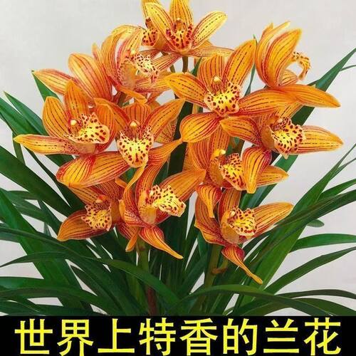 好养兰花苗建兰大将军夏带花苞出售室内有香味的花卉绿植四季盆栽 - 图0