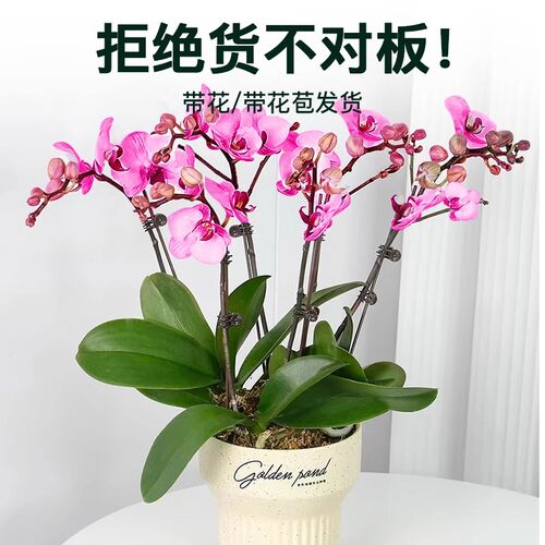 春节送礼佳品蝴蝶兰盆栽现带花苞室内花卉客厅绿植办公室四季好养 - 图1