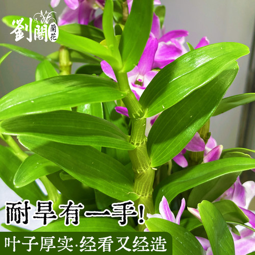 春石斛火烈鸟兰花苗盆栽花期带花发货新手好养四季赏绿植浓香花卉 - 图1