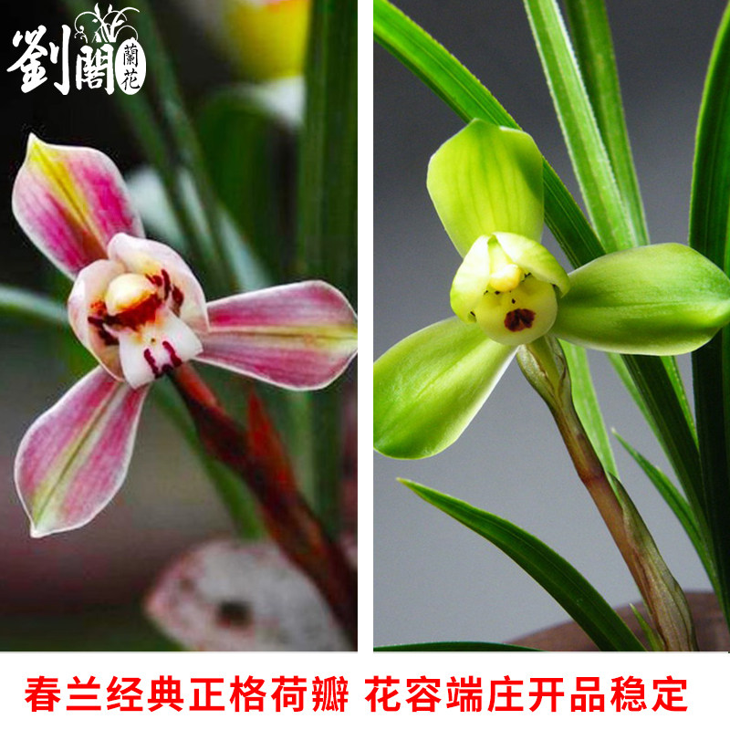 兰花盆栽浓香兰草基地直销现带花苞带土春兰花卉植物室内年宵花,淘宝优惠券,粉丝福利购,淘宝优惠卷