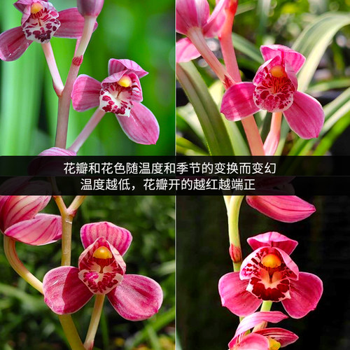 兰花苗盆栽四季兰冠月红新手好养夏带花苞出售荷瓣浓香花卉绿植 - 图0