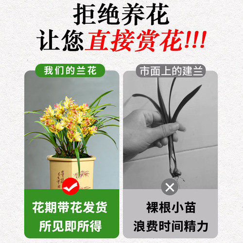 兰花苗建兰 小美庭院夏带多花苞 浓香富山奇蝶四季兰盆栽绿植花卉 - 图2