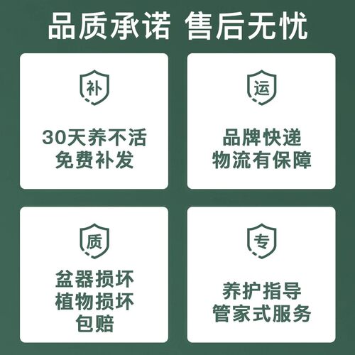 春节送礼佳品蝴蝶兰盆栽现带花苞室内花卉客厅绿植办公室四季好养 - 图2