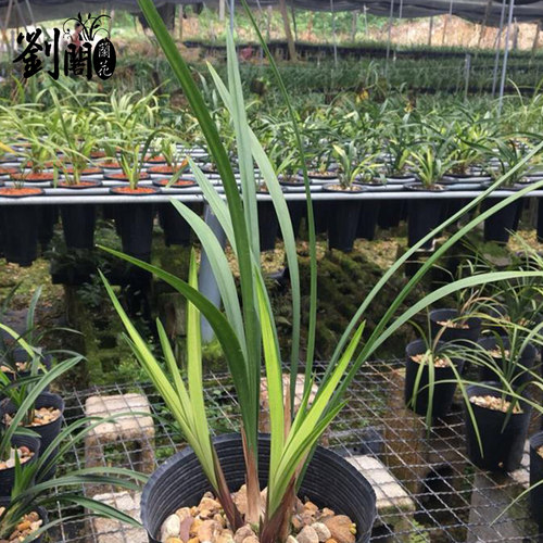 刘阁兰花苗 日月潭之恋 建兰花艺双全夏带浓香花苞出售好养盆栽 - 图2