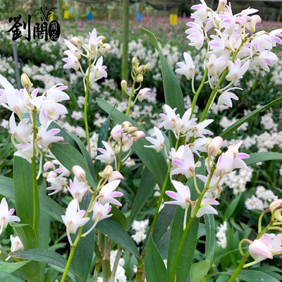 刘阁兰花苗凤羽石斛冬带花苞室内阳台花卉绿植桌面盆栽有香味 虎窝淘