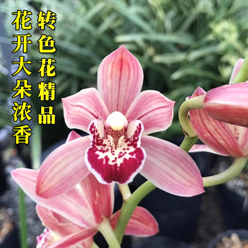 香水文心夏带花苞出售建兰四季红满天兰花苗香水石斛好养花卉盆栽 - 图2