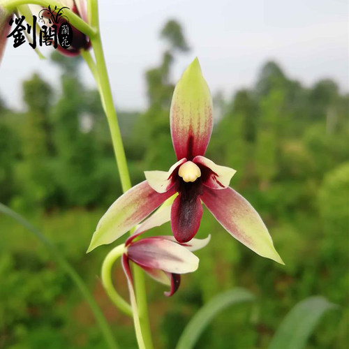 刘阁兰花苗 四季兰名贵品种红素花赤诚 现带花苞出售高档花卉盆栽 - 图0