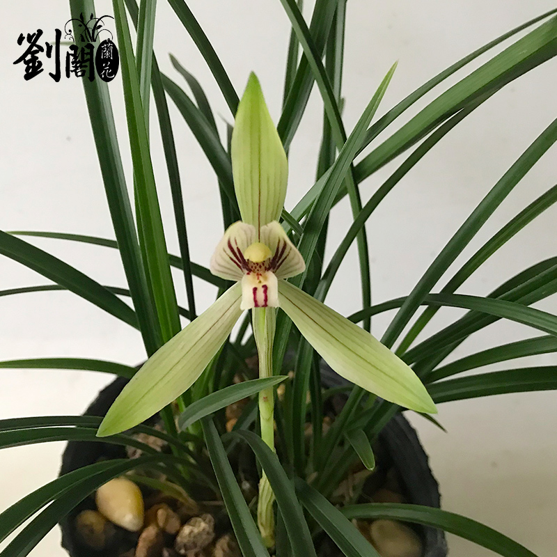 刘阁兰花苗春兰大花型好养赤兔冬带浓香花苞出售绿植花卉盆栽-图0