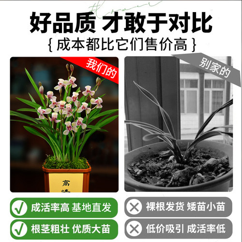 兰花苗盆栽四季兰老君荷新手好养夏带花苞出售荷瓣浓香花卉绿植 - 图2