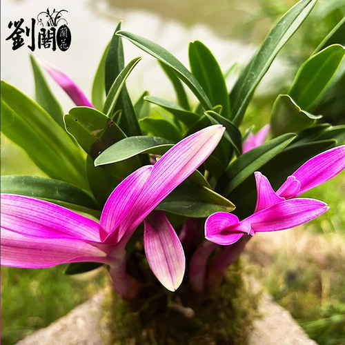 七彩香水石斛冬带花四季好养兰花绿植浓香石斛现带花净化空气-图2