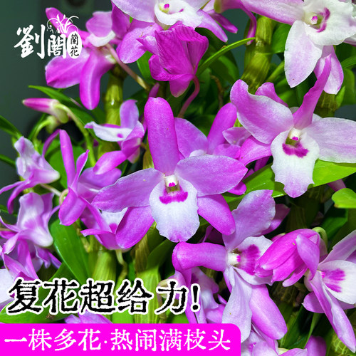 春石斛火烈鸟兰花苗盆栽花期带花发货新手好养四季赏绿植浓香花卉 - 图0