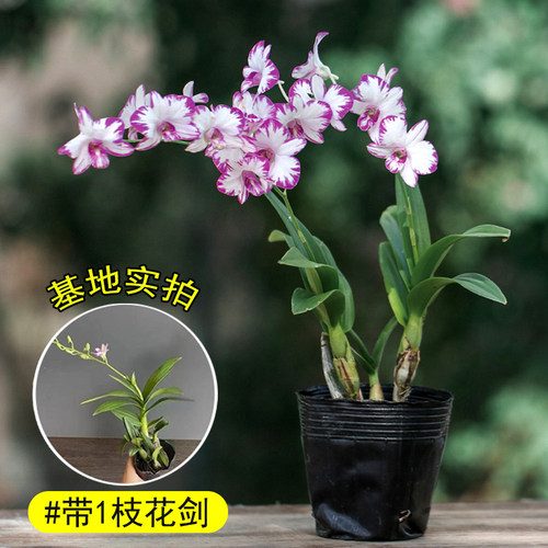 白泼墨石斛兰带花苞出售香水石斛兰盆栽四季室内好养绿植阳台花卉 - 图3