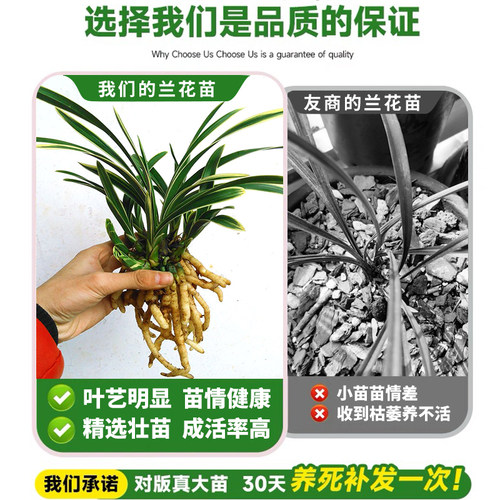 刘阁兰花苗 帝王妃 建兰四季兰夏带花苞出售浓香好养绿植花卉盆栽 - 图1
