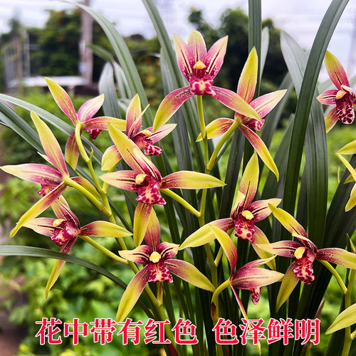 夏带花苞出售兰花苗建兰四季兰 小国魂 浓香四溢室内花卉盆栽好养 - 图1