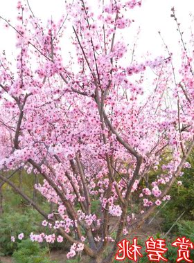 户外庭院冬季地栽梅花植物骨里红红梅树苗四季盆栽浓香型腊梅花苗