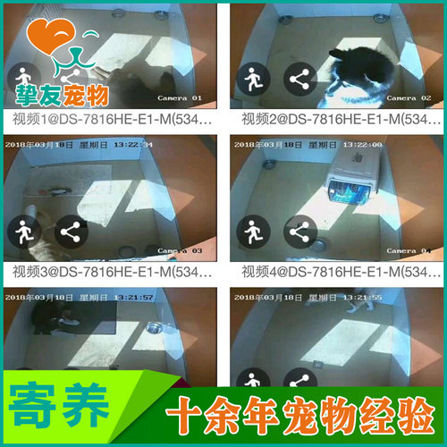 挚友宠物◆北京专业狗狗寄养托管 不关笼子散养 空调暖气单间接送 - 图3