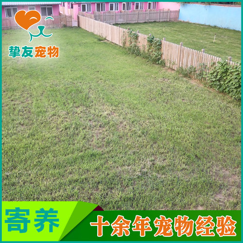 挚友宠物◆北京专业狗狗寄养托管 不关笼子散养 空调暖气单间接送 - 图2