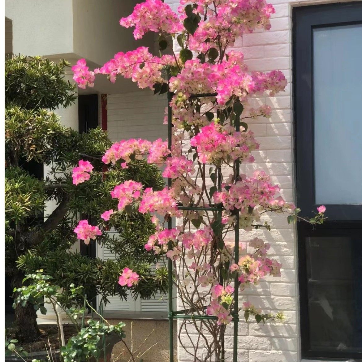 【四组】小灯仔三角梅一物一拍链接勤花爬藤三角梅,淘宝优惠券,粉丝福利购,淘宝优惠卷