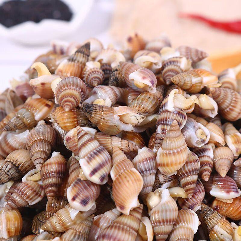 海瓜子新鲜速冻海螺丝海锥海钉特大号海捕海鲜水产商用团购批发,淘宝优惠券,粉丝福利购,淘宝优惠卷