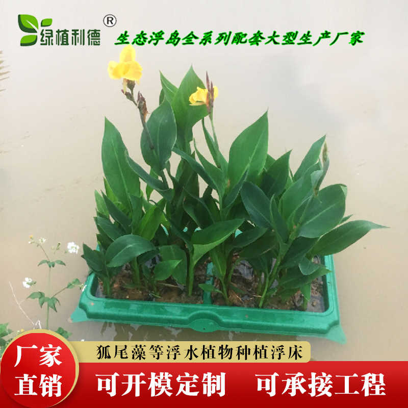 狐尾植物 新人首单立减十元 21年10月 淘宝海外