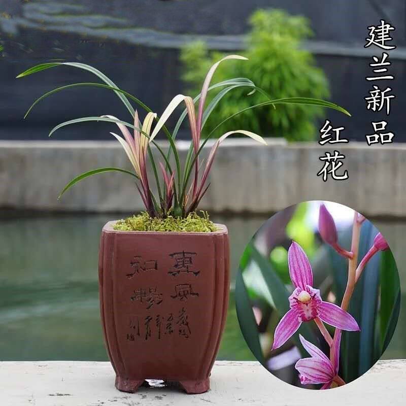 红芽红艺精品兰花盆栽 浓香建兰红花花卉 四季兰办公室名贵兰花苗