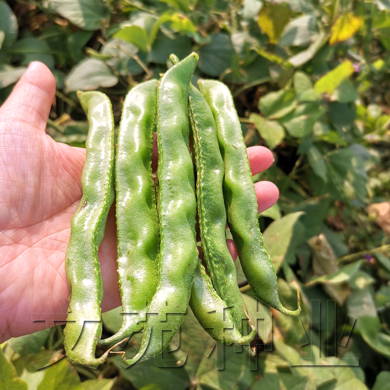 早熟眉豆扁豆种子种籽绿眉豆架豆四季豆鹊豆阳台盆栽春播蔬菜种子 - 图1