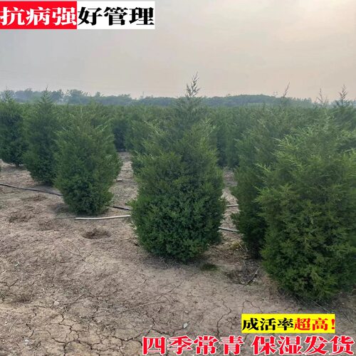 塔柏树苗松树苗侧柏树苗宝塔松柏树苗松柏树苗侧柏树苗四季常青树 - 图0