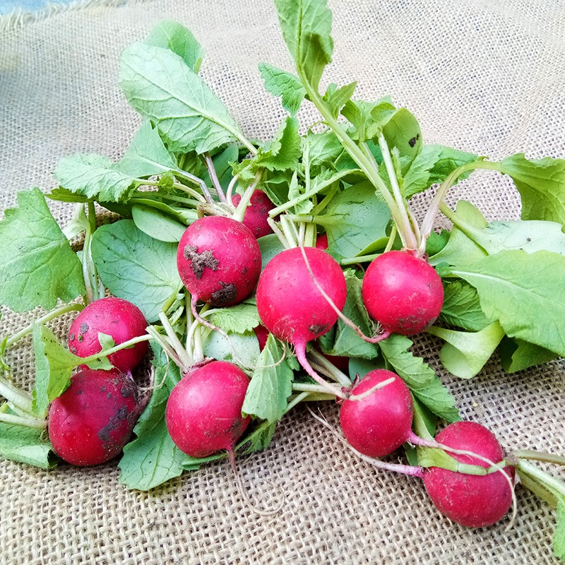 东北蘸酱菜迷你小萝卜丁红丁新鲜红萝卜头现挖蔬菜水果樱桃萝卜丁-图0