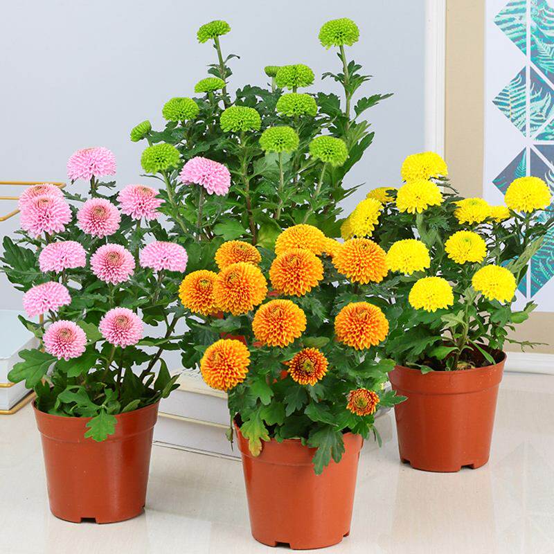 耐寒四季大菊花苗带花苞菊花盆栽室内外庭院阳台植物花卉九月菊花