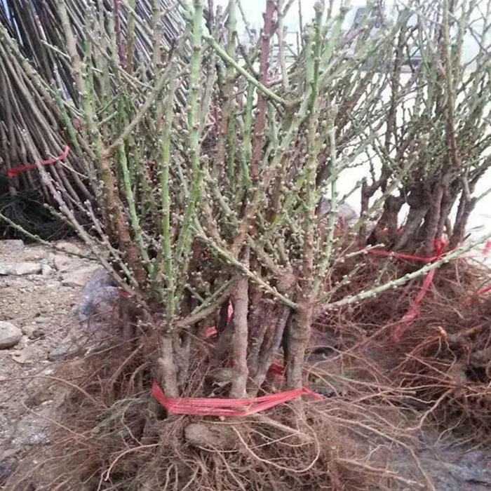 庭院植物寿星桃苗盆栽重瓣桃花盆景嫁接桃树苗红花碧桃苗耐寒花卉 - 图2