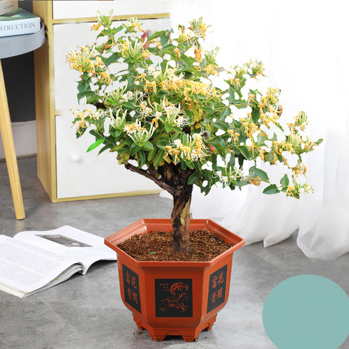 别墅庭院爬藤植物盆栽金银花黄色金银花常青双色金银花苗攀缘花卉 - 图0