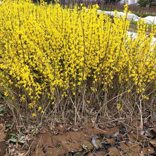 园林绿化苗攀缘花卉连翘花苗连翘苗金钟罩花黄老虎树苗庭院植物花 - 图2