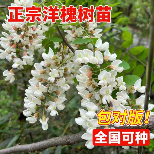 香花槐树苗富贵树刺槐花红花槐树苗庭院绿化花卉花园植物洋槐树苗 - 图0