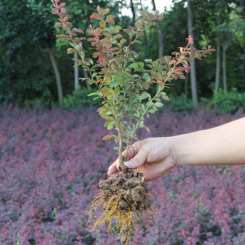 苗圃直销园林绿化苗木树苗庭院植物彩色树种红叶小檗紫叶小檗花苗 - 图0