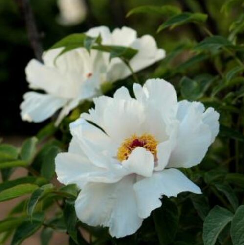 四季盆栽植物庭院花卉正宗菏泽洛阳观赏牡丹花苗凤丹大苗重瓣大花 - 图2