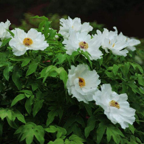 四季盆栽植物庭院花卉正宗菏泽洛阳观赏牡丹花苗凤丹大苗重瓣大花 - 图0