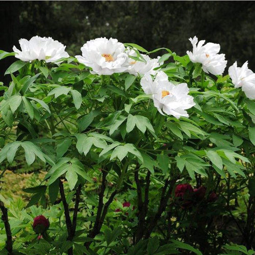 四季盆栽植物庭院花卉正宗菏泽洛阳观赏牡丹花苗凤丹大苗重瓣大花 - 图1