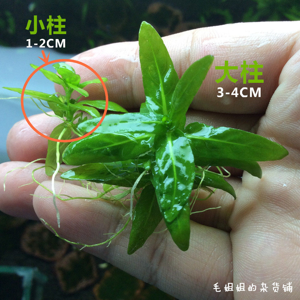 南美叉柱花袖珍青叶柳鱼缸水族箱造景活体水草前景草柱叉花带根 小编推荐 Wepost 全民代运 马来西亚中国淘宝代运与集运专家