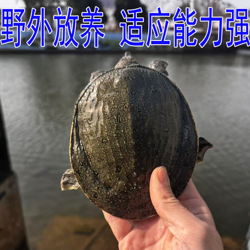 外塘冷水大甲鱼鲜活食用水鱼团鱼小甲鱼苗活体小中华鳖苗老母鳖苗 - 图0