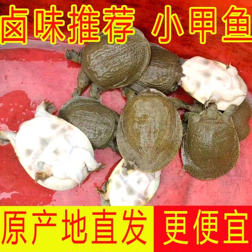 外塘冷水大甲鱼鲜活食用水鱼团鱼小甲鱼苗活体小中华鳖苗老母鳖苗 - 图3