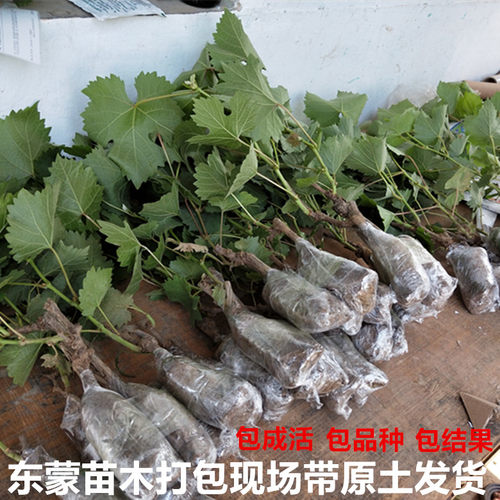 新疆吐鲁番青提子树苗无籽白葡萄果树无核马奶子葡萄苗 - 图1