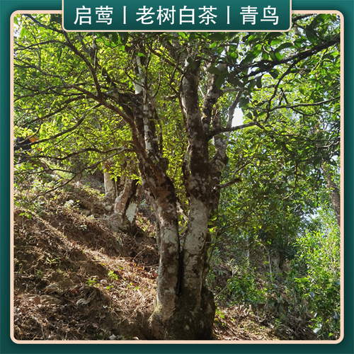 【启莺】云南老树白茶 【青鸟】2024年头春白莺山核心产花香高扬 - 图0